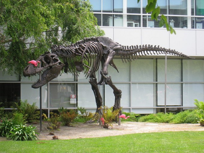 Tiranosaurio Rex de nombre Stan, en las afueras de las oficinas de Google en California.