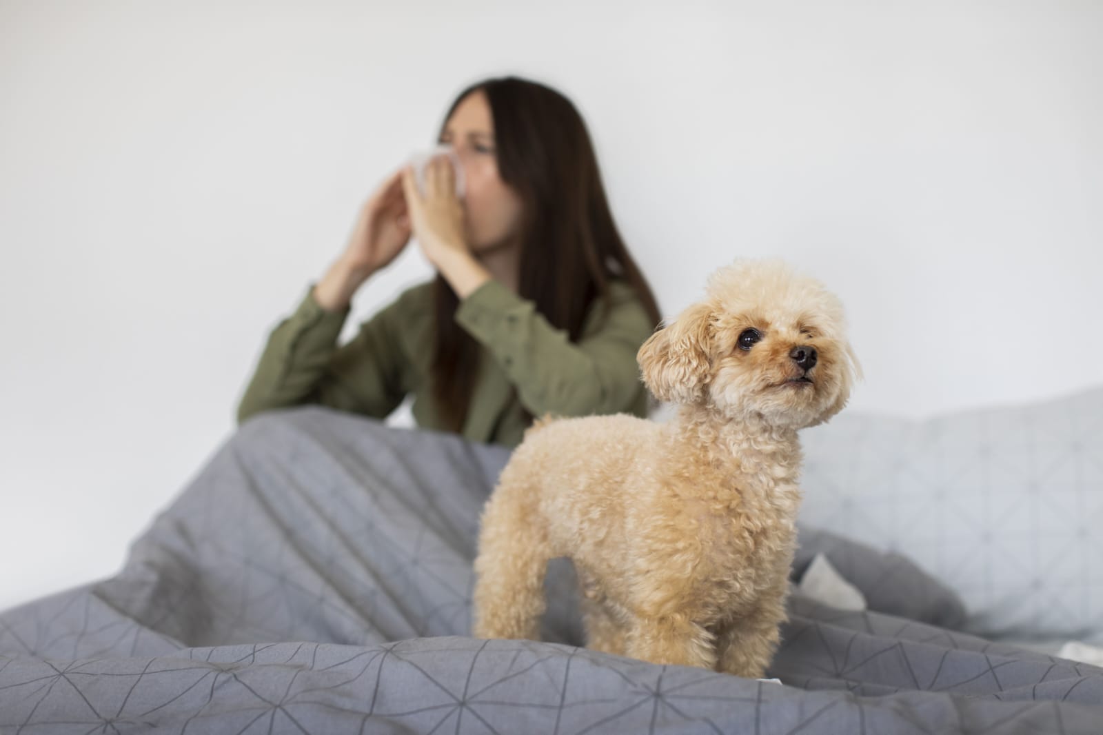 Razas de perros ideales para personas con alergia